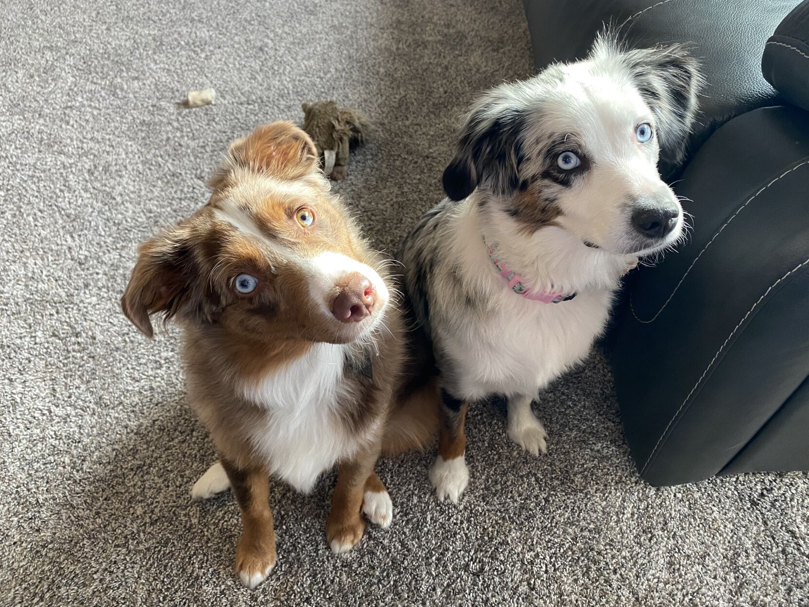 The Kohlers’ dogs